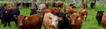 cows