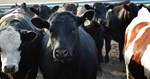 feedyard