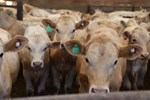 cattle