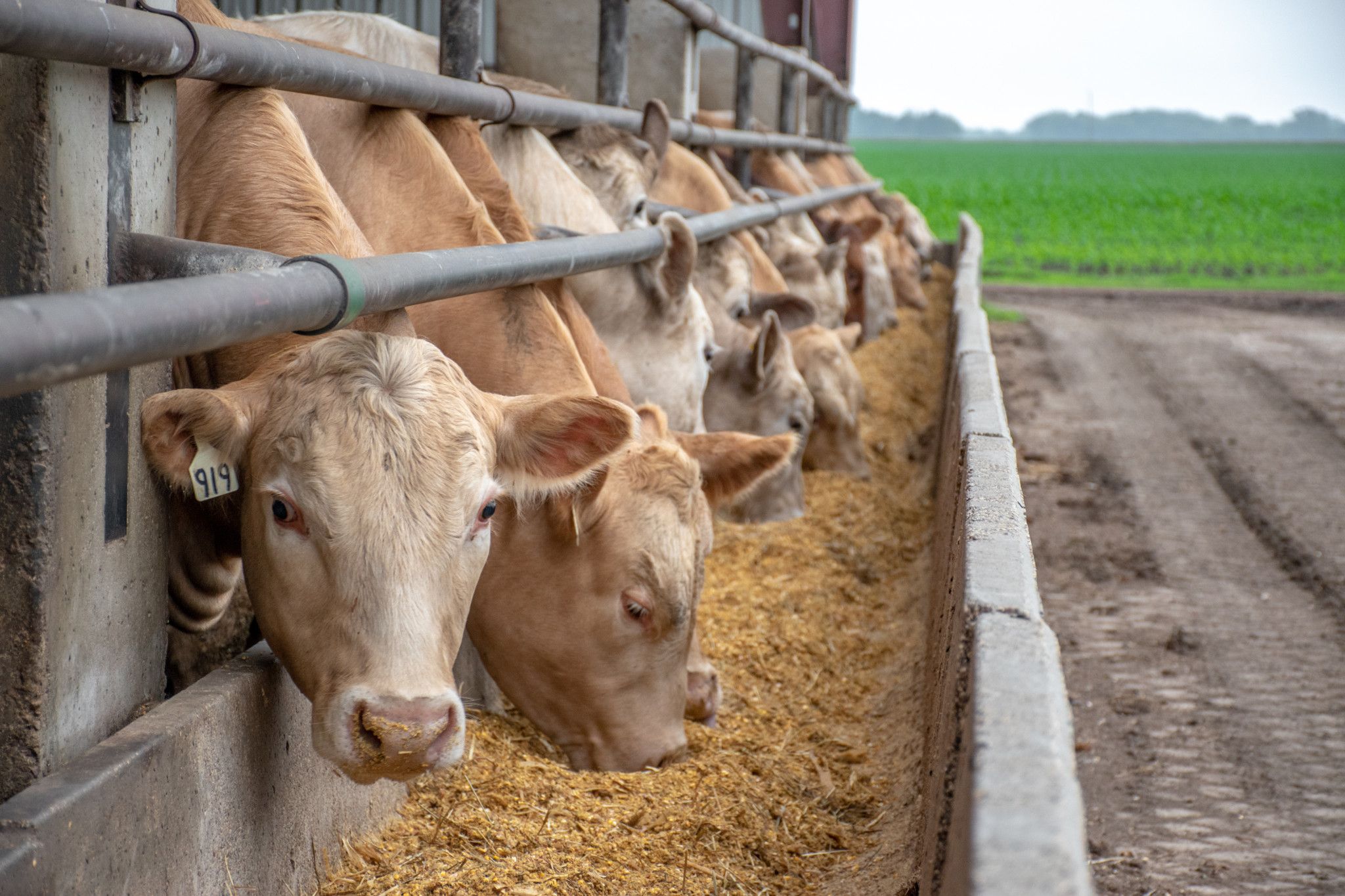 feedlot
