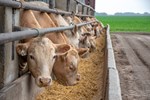 feedlot
