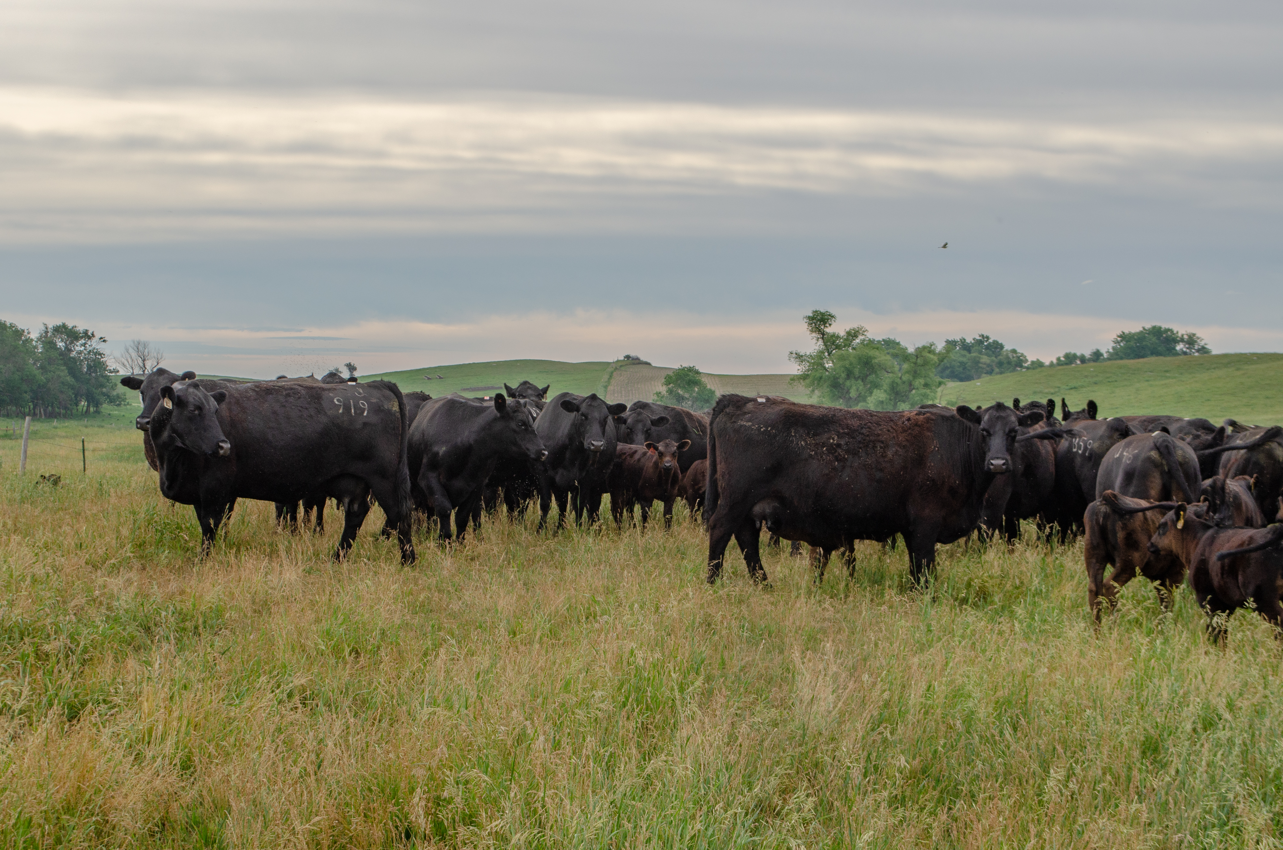 esap-2018-region-7-moesfeedlot_0115_10-02-2020-22.jpg