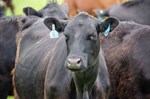 feedlot