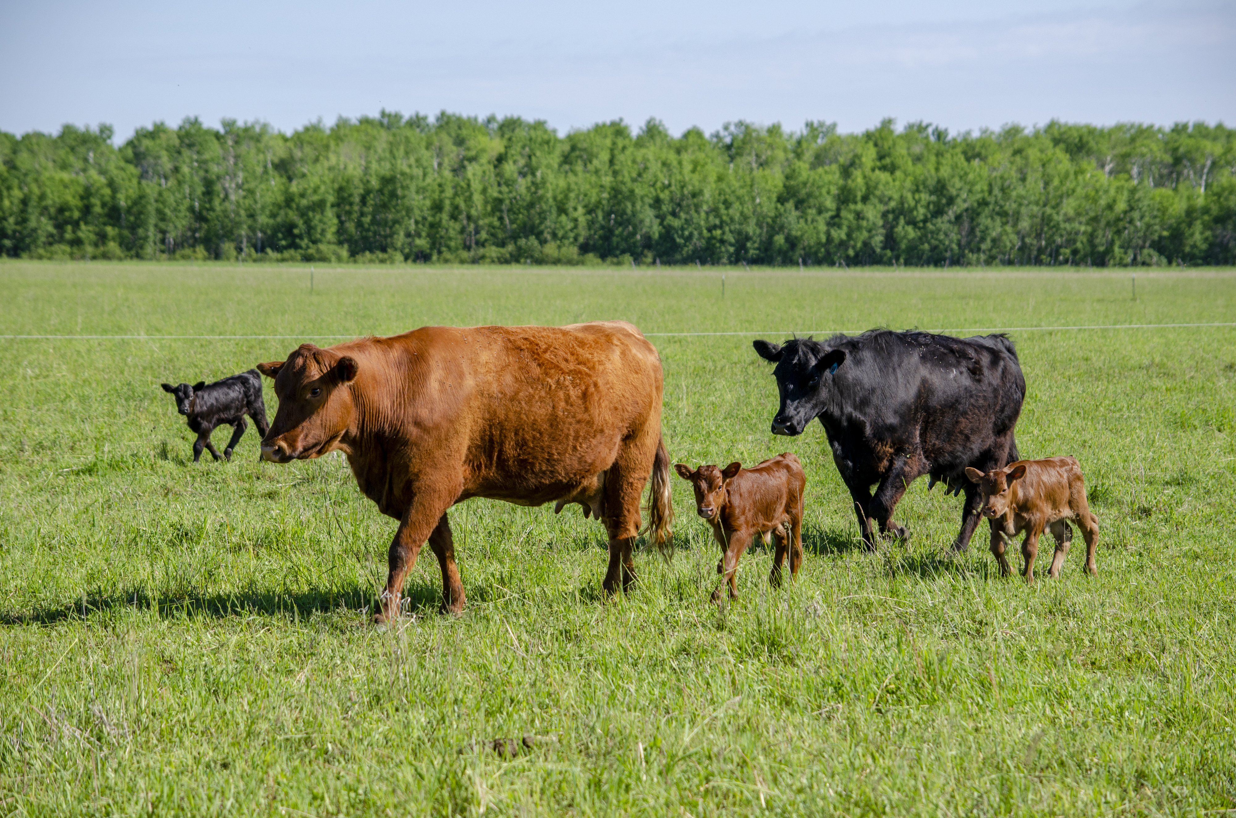 cattle