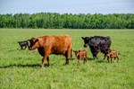 cattle